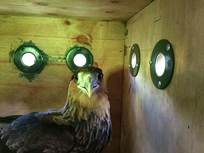 Historia de Traro – Veterinaria Metrenco