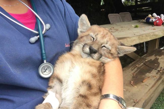 Historias de Rescate Veterinaria Metrenco