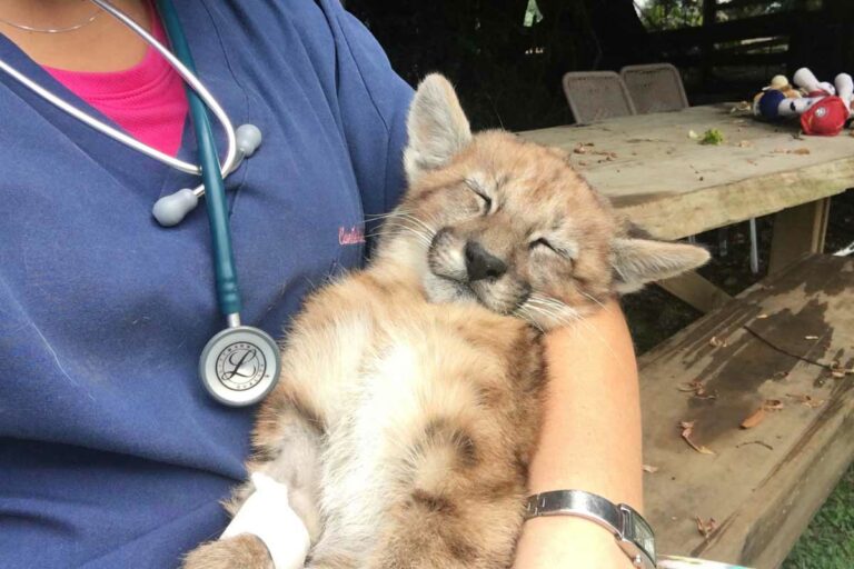 Historias de Rescate Veterinaria Metrenco