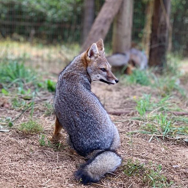 Veterinaria Metrenco, Temuco