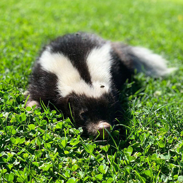 Veterinaria Metrenco, Temuco