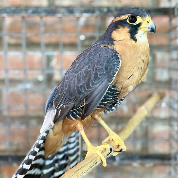 Veterinaria Metrenco