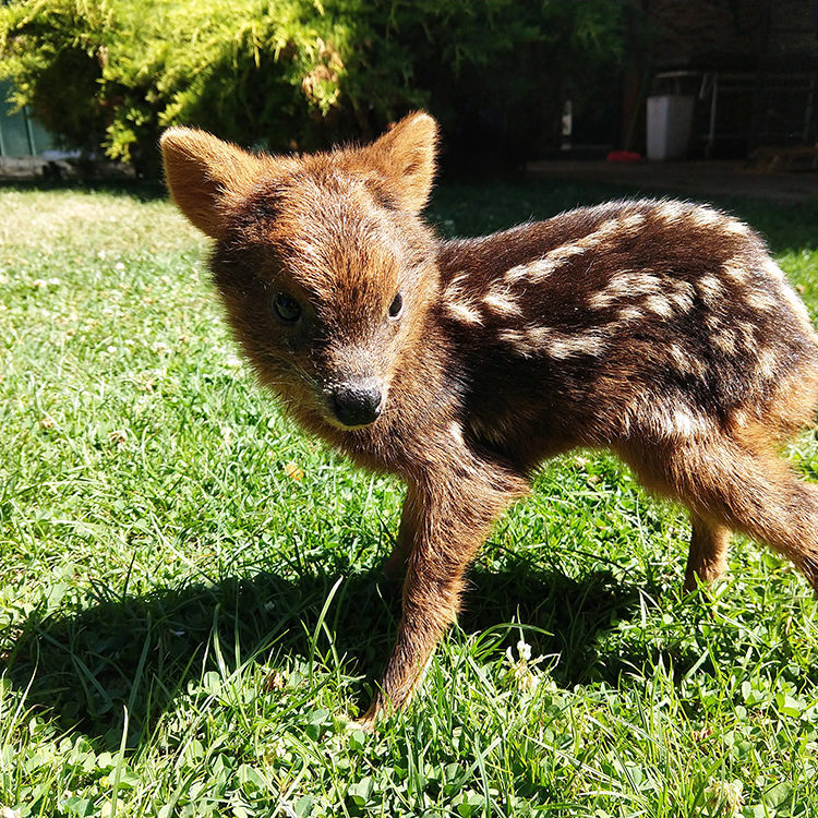 Veterinaria Metrenco, Temuco