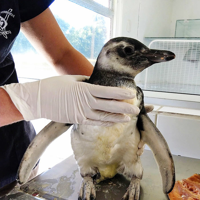 Veterinaria Metrenco, Temuco