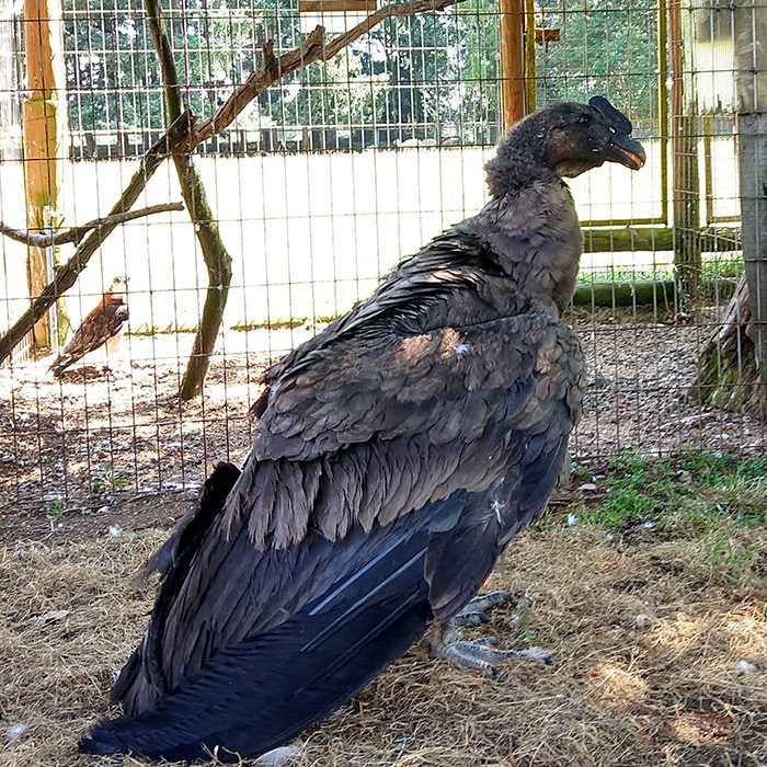 Veterinaria Metrenco, Temuco