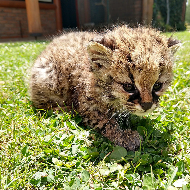 Veterinaria Metrenco, Temuco