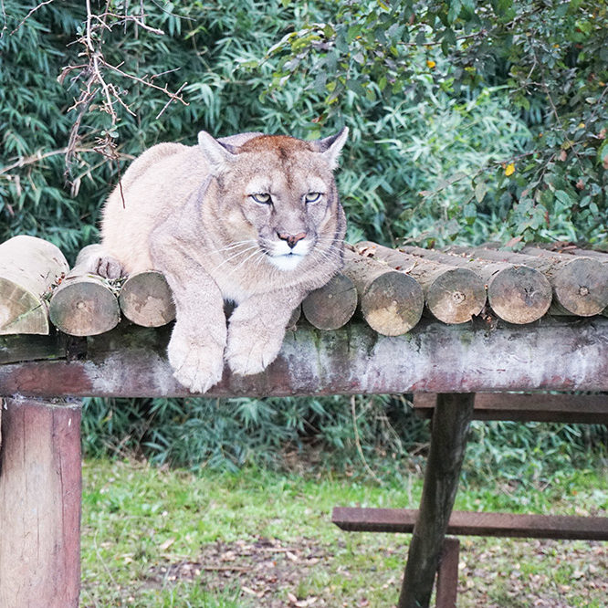 Veterinaria Metrenco