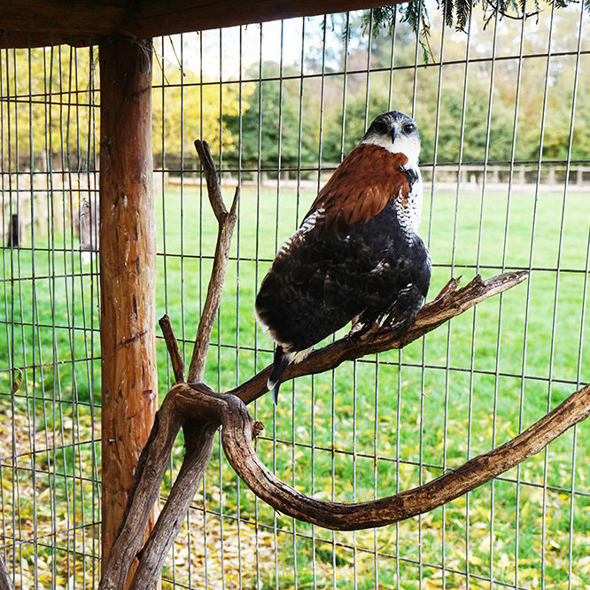 Veterinaria Metrenco, Temuco