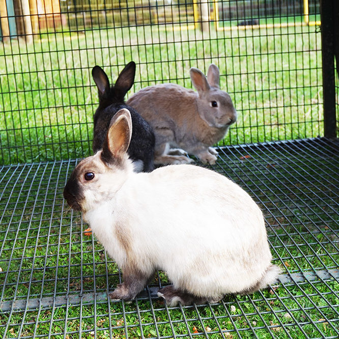Veterinaria Metrenco, Temuco
