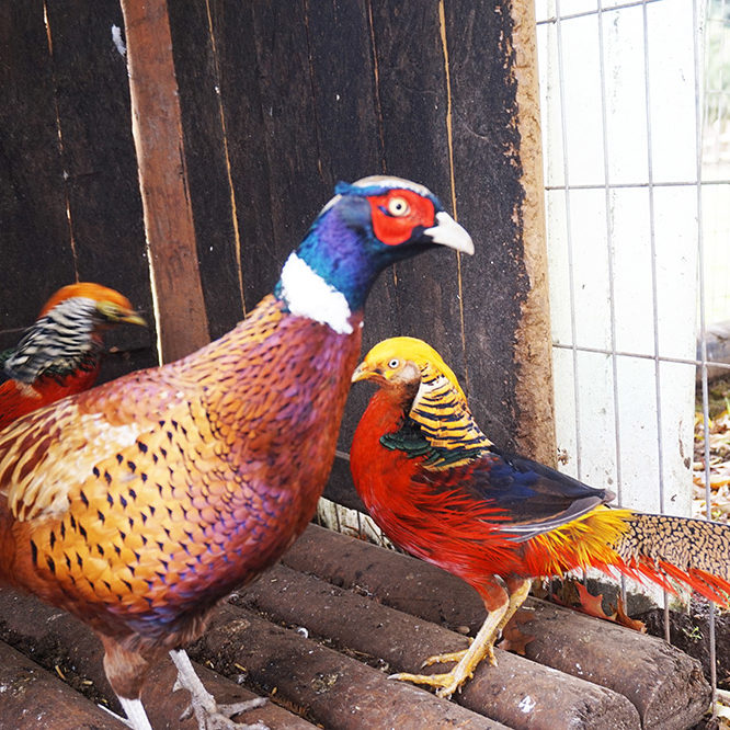 Veterinaria Metrenco, Temuco