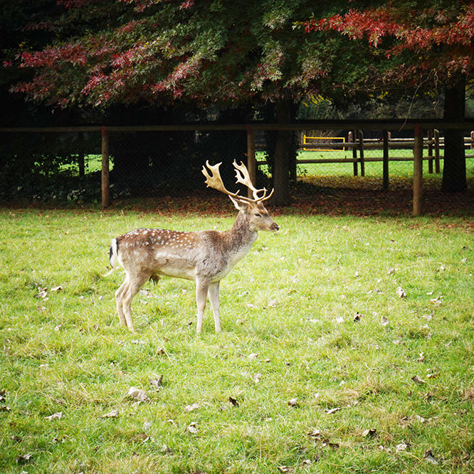 Veterinaria Metrenco, Temuco