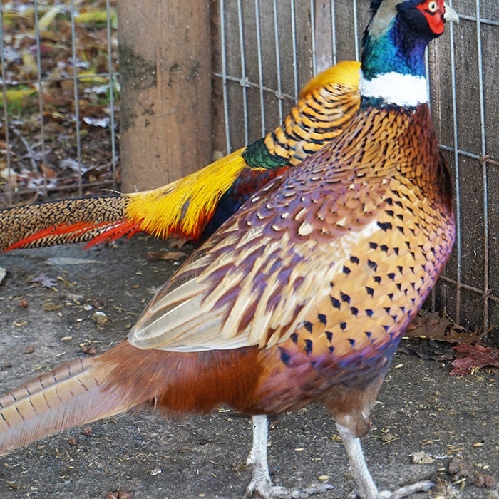 Veterinaria Metrenco, Temuco