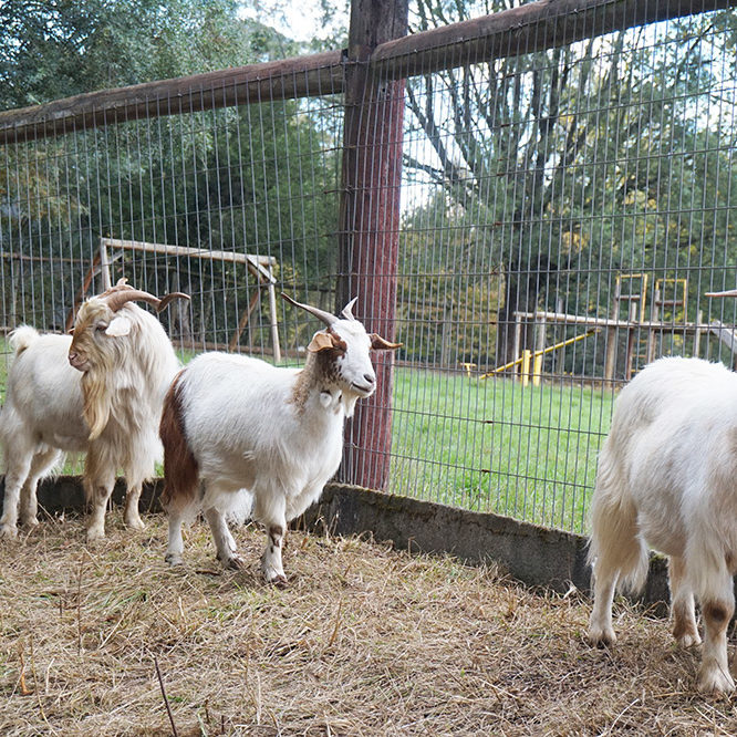 Veterinaria Metrenco, Temuco