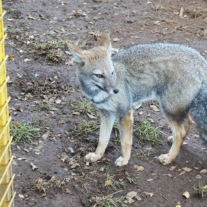Veterinaria Metrenco, Temuco