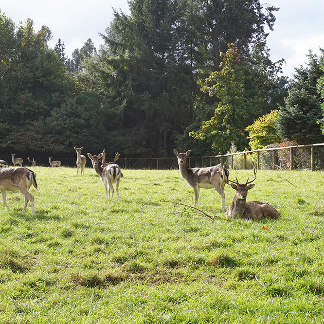 Veterinaria Metrenco, Temuco