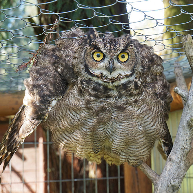 Veterinaria Metrenco, Temuco