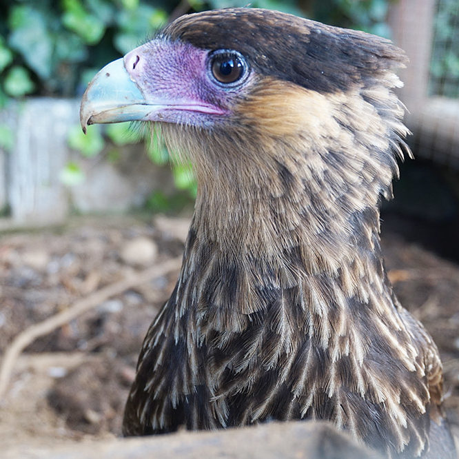 Veterinaria Metrenco, Temuco