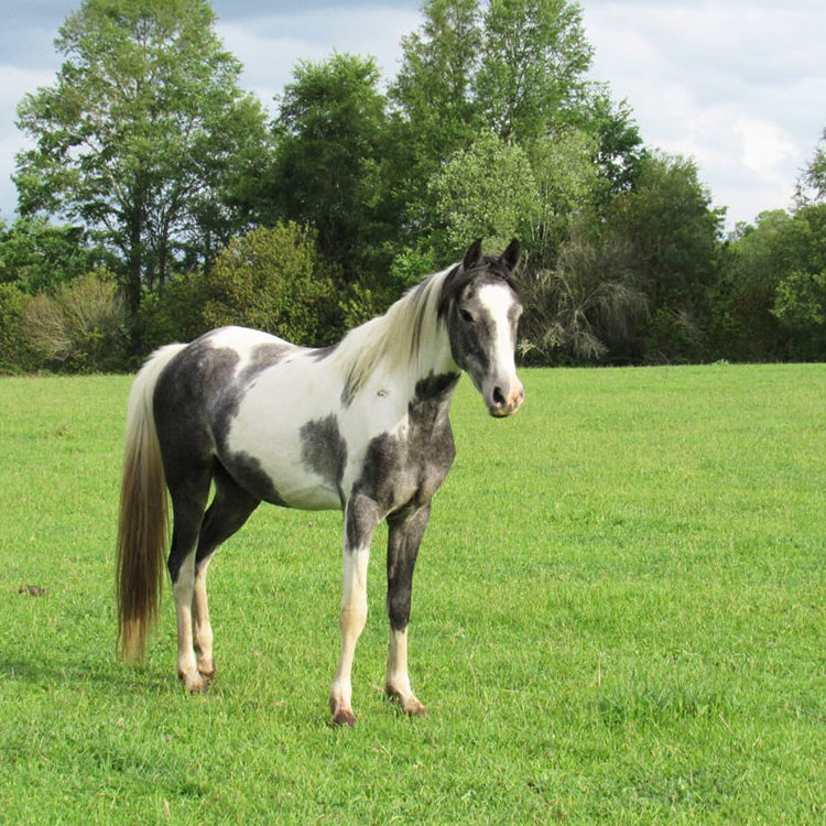 Veterinaria Metrenco, Temuco
