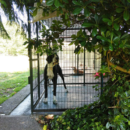 Veterinaria Metrenco, Temuco - Hotelería