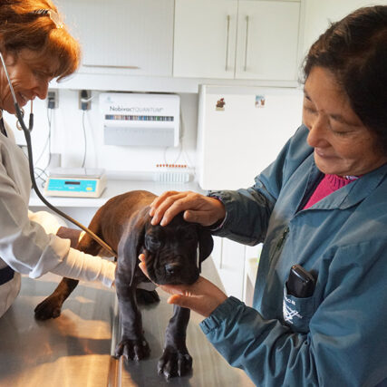 Veterinaria Metrenco, Temuco - Laboratorio Veterinaria Metrenco, veterinaria Temuco, Clínica Veterinaria, Hospital Clinico, Veterinaria Padre las Casas, Veterinaria Quepe, Veterinaria Pitrufquen, Veterinaria Freire, Veterinaria Araucania, veterinaria caballos temuco, veterinaria perros temuco, veterinaria gatos temuco, hotel perros temuco, hotel perros freire, hotel perros metrenco, hotel perros quepe, hotel perros Pitrufquen
