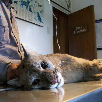 Veterinaria Metrenco, Temuco - Laboratorio