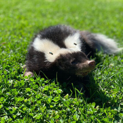Veterinaria Metrenco, Temuco