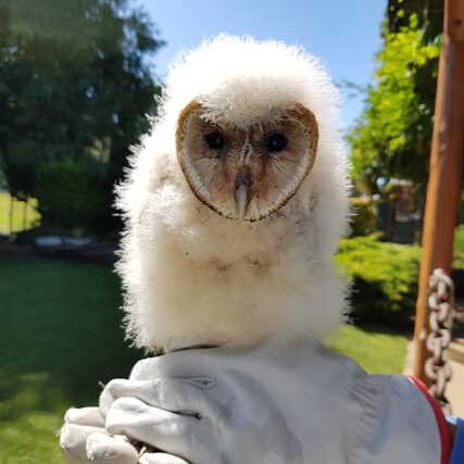 Veterinaria Metrenco, Temuco